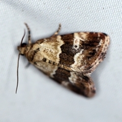 Maliattha signifera (A Noctuid moth (Acontinae) at Rosedale, NSW - 16 Nov 2019 by ibaird