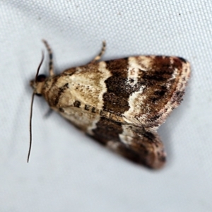 Maliattha signifera at Rosedale, NSW - 16 Nov 2019