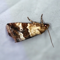 Maliattha signifera at Rosedale, NSW - 16 Nov 2019