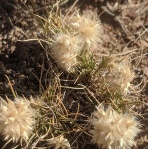 Rytidosperma carphoides at Gundaroo, NSW - 19 Nov 2019