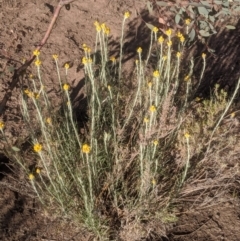 Chrysocephalum semipapposum (Clustered Everlasting) at Lake George, NSW - 19 Nov 2019 by MPennay