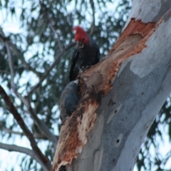 Callocephalon fimbriatum (Gang-gang Cockatoo) at Hughes, ACT - 20 Nov 2019 by LisaH