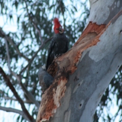 Callocephalon fimbriatum at Hughes, ACT - suppressed