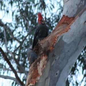 Callocephalon fimbriatum at Hughes, ACT - 20 Nov 2019