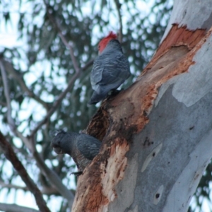 Callocephalon fimbriatum at Hughes, ACT - suppressed