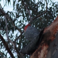 Callocephalon fimbriatum at Hughes, ACT - suppressed