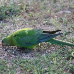 Polytelis swainsonii (Superb Parrot) at Hughes, ACT - 20 Nov 2019 by LisaH