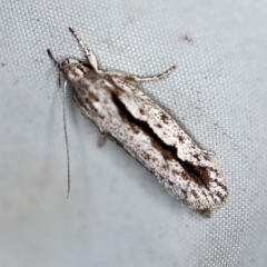 Eulechria xeropterella (Eulechria xeropterella) at Rosedale, NSW - 16 Nov 2019 by ibaird