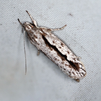 Unidentified Concealer moth (Oecophoridae) at Rosedale, NSW - 16 Nov 2019 by ibaird