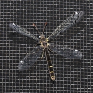 Bandidus canifrons at Wanniassa, ACT - 20 Nov 2019 09:43 PM