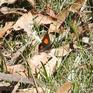 Paralucia aurifera at Paddys River, ACT - 18 Nov 2019 03:11 PM