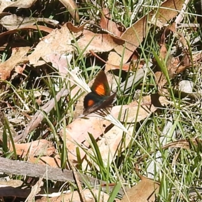 Paralucia aurifera (Bright Copper) at Tidbinbilla Nature Reserve - 18 Nov 2019 by RodDeb