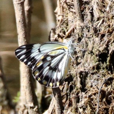 Belenois java (Caper White) at Tidbinbilla Nature Reserve - 18 Nov 2019 by RodDeb