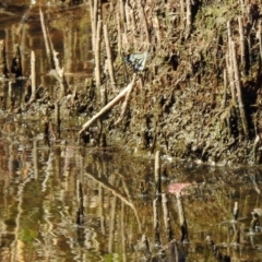 Belenois java at Paddys River, ACT - 18 Nov 2019 03:53 PM