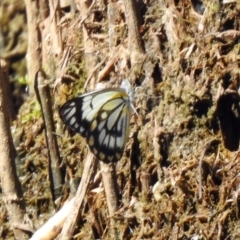 Belenois java at Paddys River, ACT - 18 Nov 2019