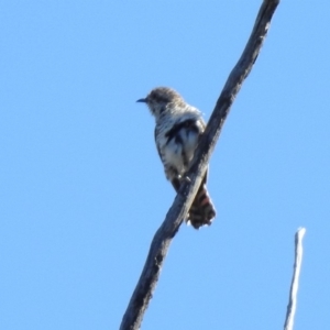 Chrysococcyx basalis at Paddys River, ACT - 18 Nov 2019