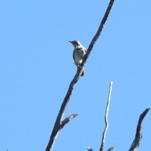 Chrysococcyx basalis at Paddys River, ACT - 18 Nov 2019