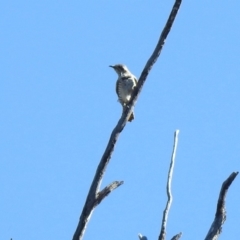 Chrysococcyx basalis at Paddys River, ACT - 18 Nov 2019