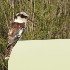 Dacelo novaeguineae (Laughing Kookaburra) at Paddys River, ACT - 18 Nov 2019 by RodDeb