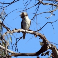 Dacelo novaeguineae at Paddys River, ACT - 18 Nov 2019 05:24 PM