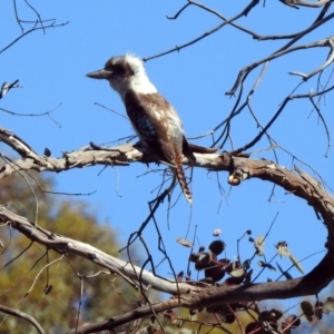 Dacelo novaeguineae at Paddys River, ACT - 18 Nov 2019 05:24 PM