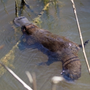 Ornithorhynchus anatinus at Paddys River, ACT - 18 Nov 2019