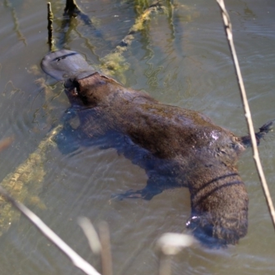 Ornithorhynchus anatinus (Platypus) at Tidbinbilla Nature Reserve - 18 Nov 2019 by RodDeb