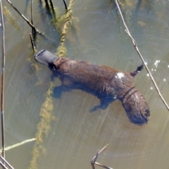 Ornithorhynchus anatinus at Paddys River, ACT - 18 Nov 2019