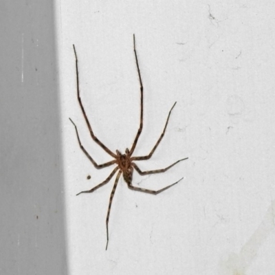 Stiphidiidae (family) (Platform or Sheetweb spider) at Tidbinbilla Nature Reserve - 18 Nov 2019 by RodDeb