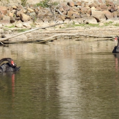 Cygnus atratus (Black Swan) at Tidbinbilla Nature Reserve - 18 Nov 2019 by RodDeb