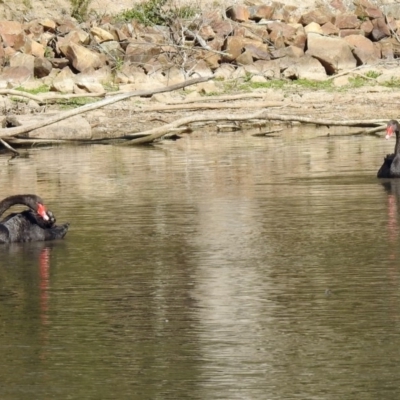 Cygnus atratus (Black Swan) at Paddys River, ACT - 18 Nov 2019 by RodDeb
