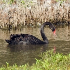 Cygnus atratus at Paddys River, ACT - 18 Nov 2019 04:31 PM