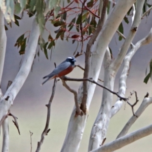 Artamus superciliosus at Paddys River, ACT - 18 Nov 2019 05:37 PM