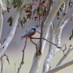 Artamus superciliosus (White-browed Woodswallow) at Paddys River, ACT - 18 Nov 2019 by RodDeb