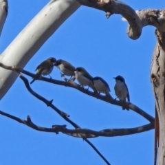 Melithreptus lunatus (White-naped Honeyeater) at Tidbinbilla Nature Reserve - 18 Nov 2019 by RodDeb