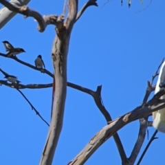 Melithreptus lunatus at Paddys River, ACT - 18 Nov 2019