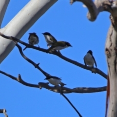 Melithreptus lunatus at Paddys River, ACT - 18 Nov 2019 04:39 PM