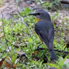 Eopsaltria australis (Eastern Yellow Robin) at Tidbinbilla Nature Reserve - 18 Nov 2019 by RodDeb