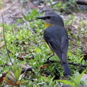 Eopsaltria australis at Paddys River, ACT - 18 Nov 2019 04:45 PM