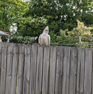 Cacatua sanguinea at Moss Vale, NSW - 20 Nov 2019 06:32 PM