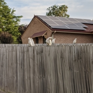 Cacatua sanguinea at Moss Vale, NSW - 20 Nov 2019 06:32 PM