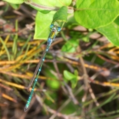 Austrolestes cingulatus (Metallic Ringtail) at QPRC LGA - 19 Nov 2019 by Harrisi