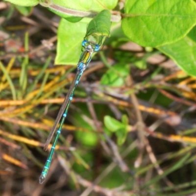 Austrolestes cingulatus (Metallic Ringtail) at QPRC LGA - 19 Nov 2019 by Harrisi