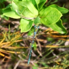 Austrolestes cingulatus at Krawarree, NSW - 19 Nov 2019