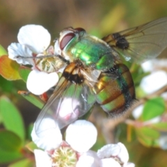 Rutilia (Chrysorutilia) formosa (A Bristle fly) at Lower Cotter Catchment - 18 Nov 2019 by Harrisi