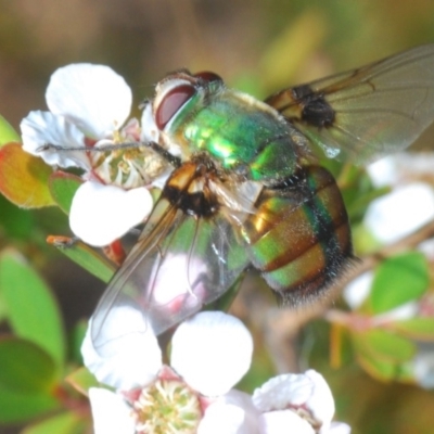 Rutilia (Chrysorutilia) formosa (A Bristle fly) at Cotter River, ACT - 18 Nov 2019 by Harrisi