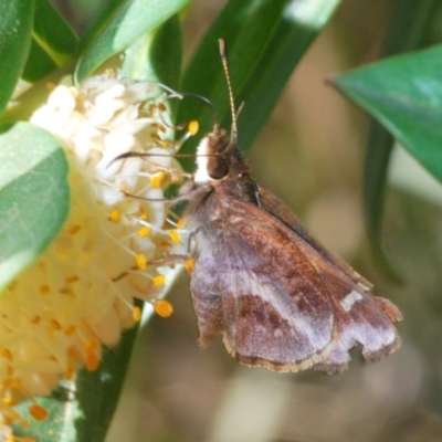 Toxidia doubledayi (Lilac Grass-skipper) at QPRC LGA - 19 Nov 2019 by Harrisi