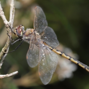 Hemicordulia tau at Acton, ACT - 13 Nov 2019