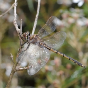 Hemicordulia tau at Acton, ACT - 13 Nov 2019 12:31 PM