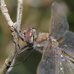 Hemicordulia tau at Acton, ACT - 13 Nov 2019 12:31 PM